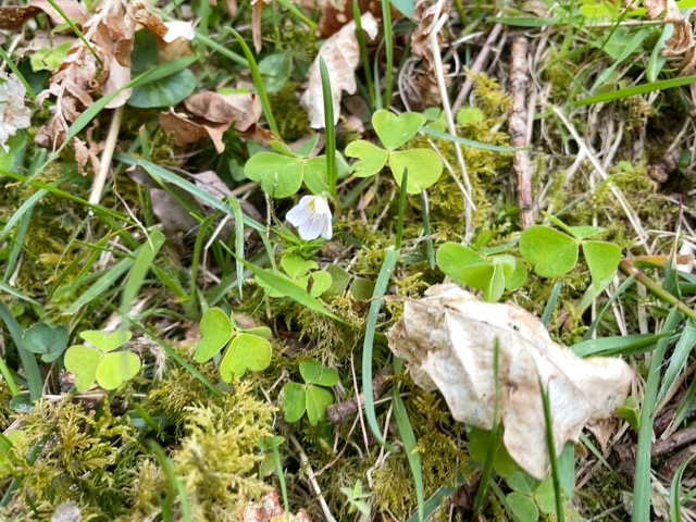 Wood Sorrel on woodland floor